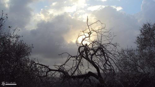 4886349 orig